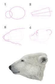 How To Draw Animals Bears And Pandas And Their Anatomy Bears Are Different From Cats Or Dogs So They Aren T In 2020 Polar Bear Drawing Polar Bear Art Bear Drawing