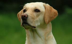 Image result for labrador retrívr