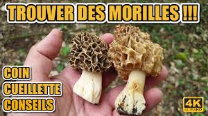 Une des plus spectaculaire avalanche du monde. Les Morilles Posts Facebook