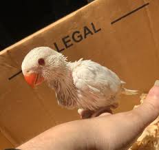 When does a 5 week old baby have her first wonder week? Meet Chantecler 5 Week Old Indian Ringneck Parrots