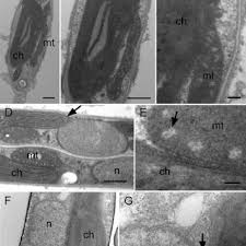 Plant embryogenesis, edited by maria fernanda protein function, edited by gary foster, elisabeth suarez germline stem cells, edited by steven x. Chloroplasts And Mitochondria Are Closely Juxtaposed Inside Diatom Download Scientific Diagram