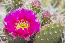 Prickly pear cactus jelly with pomona's universal pectin. Usa Wyoming Pink Prickly Pear Cactus Bloom In The Desert Premium Photographic Print Elizabeth Boehm Allposters Com
