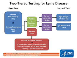 The test results can be indicated as positive, negative or equivocal. Lyme Disease Tests Lab Tests Online