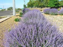It is a very hardy plant originally found in central asia (afghanistan, pakistan) but is successfully grown even further north. Perowskia Lobodolistna Perovskia Blue Spire C2 Sadzonka Cena 20zl