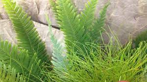 As one of the largest wholesale nursery suppliers to the industry cedar hill nursery is committed to providing only premium quality trees, shrubs and landscape supplies. Cedar Hills Flowers Foliage Pty Ltd