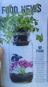 Beta Fish Aquarium In Mason Jar Aquaponics Aquaponics Diy Aquaponics Greenhouse