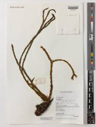 Image result for Huperzia dacrydioides