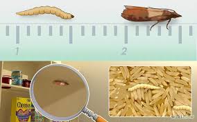 How To Get Rid Of Pantry Moths Pantry Moths Pantry Moth Larvae Pantry Bugs