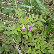 Image result for Oxalis latifolia