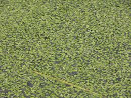 Image result for Lemna aequinoctialis