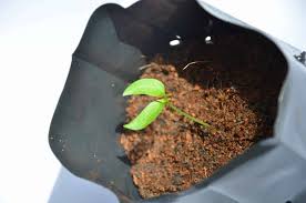 Pemangkasan pokok cili umur sebulan bagi meningkatkan hasil. Pindah Tanam Anak Pokok Cili Blog Cilibangi