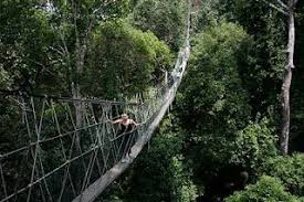 Taman Negara National Park Malaysia Worlds Longest Suspension Bridge