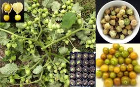 Image result for Physalis pubescens