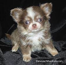 3 males and one female one short hair male the rest are long hair they are well socialisted and both parents can be seen they are all fleed and wormed and have had first. Meet Kitty Boo A Seriously Cute Long Hair Chihuahua Puppy From The Uk Famous Chihuahua