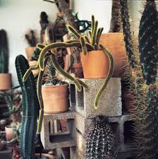 An expert explains how a cactus can survive for years between rainstorms by living off the water it stores. Cactus Store Purple Magazine