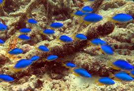 Fish Classifications Reef Magic Education