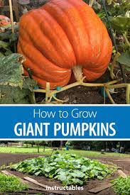 Giant Pumpkins You Can Grow Em Too Pumpkin Garden Growing Pumpkins Planting Pumpkins