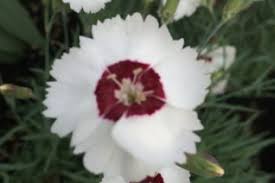 Image result for Caryophyllaceae