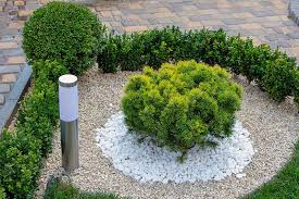 The most basic groupings are: The Best Evergreen Shrubs For Your Garden Gardener S Path