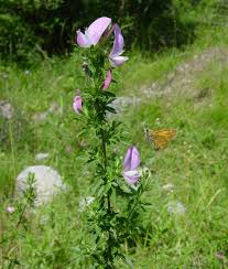 Image result for Microcharis remotiflora