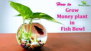 Aegagropila linnae are actually not plants, but a species of algae that form bright green spheres. How To Grow Money Plant In Fish Bowl Money Plants Growing Ideas Poth Money Plant Money Plants Fish Plants