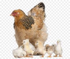 Pin Di Sabung Ayam Png