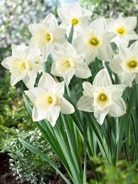 Daffodil Bulbs Mount Hood Set Of 8 Gardener S Supply In 2020 Daffodil Bulbs Bulb Flowers Daffodils