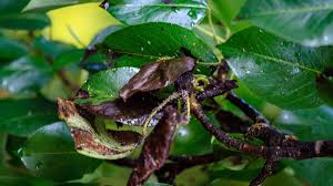 It is most prevalent on the following trees: Dafm Takes Action In South Dublin Against Tree Disease Which Can Wipe Out Orchards