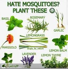 Pestcontrolmosquito Keep Mosquitoes Away Naturally With Plants In N Your Balcony Or In Your Garden Pesttre Plants Mosquito Repelling Plants Mosquito Plants