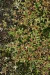 Image result for Selaginella dregei