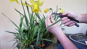 We did not find results for: Daffodil Care After Flowering Youtube