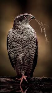 Pin Von Edgar Cendales Sanchez Auf Birds Greifvogel Tiere Habicht