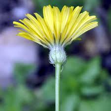 Image result for Tolpis