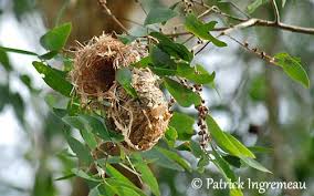 Image result for Nesaea passerinoides