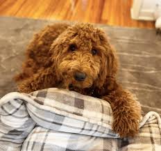 This is a keepsake fabrics reproduction quilt block on a premium. More People Are Now Choosing Irish Doodle Puppies Due To Their Smartness The American Reporter