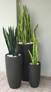 Sansevieria Trifasciata Schwiegermuttersprache Schwiegermuttersprache Tiger 1000 In 2020 Plants Plant Decor Indoor Indoor Plants