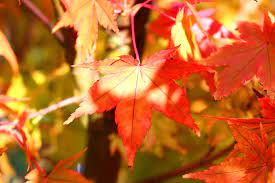 Watching the changing colors of fall leaves is always interesting, and even more so when you recognize the species of trees and begin to understand some red maple is one of the most common trees in northeastern north america, and one of the most colorful in autumn. Red Leaves Fall Foliage Fall Color Maple Autumn Change Plant Part Leaf Maple Leaf Red Pxfuel