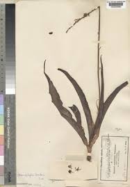 Image result for Chlorophytum bowkeri