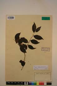 Image result for Rhaphiostylis