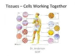 We did not find results for: Plant Cells And Tissues Plant Cells Plant Tissues