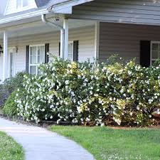 Image result for Gardenia brachythamnus