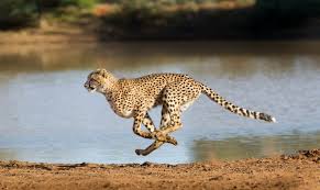 Shop our best selection of throw pillows & decorative accent pillows for sofa, couch, bed & more to reflect your style and inspire your home. 30 Cheetah Quotes About The Fastest Land Animal 2021