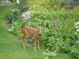 During summer, food they consume is completely different from those consumed while talking about the deer, what do deers eat? is the common query that arises in your mind. Deer Resistant Gardening Learn How To Create A Deer Resistant Garden