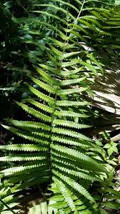 Image result for Pseudocyclosorus