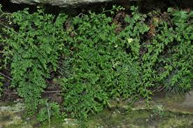 Image result for Pityrogramma argentea