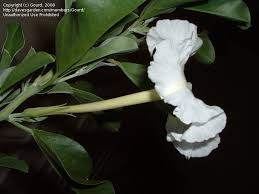 Image result for Ipomoea adenioides