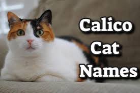 It appeared during the songs: 200 Best Calico Cat Names With Meanings Petmoo