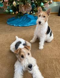 If the wire fox terrier is properly socialized and introduced it can get along just fine with other dogs. Wire Hair Fox Terrier Puppy Linwood Wires Ohio