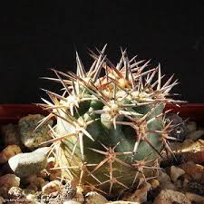 Barrel cactus flowers always grow at the top of the plant. 1 000 Types Of Cactuses With Pictures Cactus Identification Cheat Sheet Succulent Alley