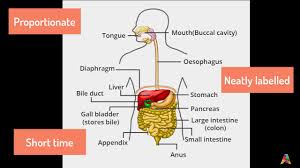 When you view the organ from above, it seems to liver performs the job of destroying the old rbcs. 9 Simple Steps To Draw The Diagram Of Digestive System Akshara Your True Exam Partner